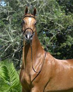 versace horse saddle|versace mare breeders.